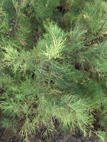 Tamarix, 2024-09-22