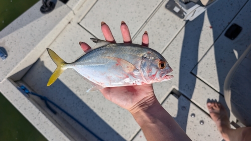 Photo of Horse-eye jack (Caranx latus)