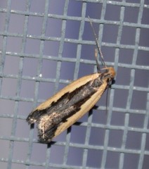 Dichomeris serrativittella