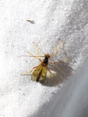 Opheltes glaucopterus barberi