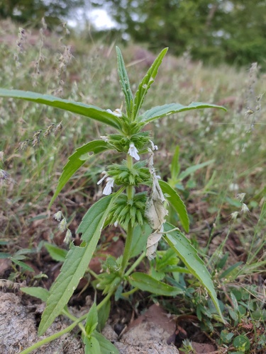 Drooping thumba (Leucas nutans)