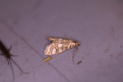 Elophila ekthlipsis