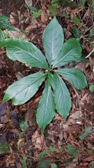 Arisaema macrospathum