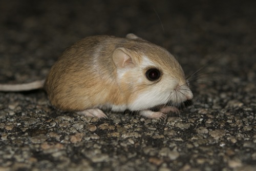 Merriam's Kangaroo Rat, Borrego Springs, CA 92004, USA, photo 8 of 10