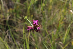 Dianthus andrzejowskianus