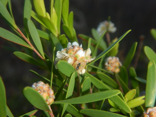 Asteromyrtus lysicephala observed 2024-09-22
