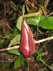 Nepenthes tentaculata