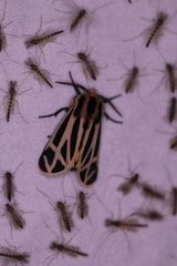 Apantesis nais