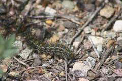 Hemileuca eglanterina