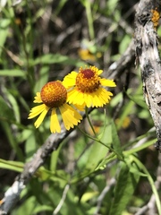 Helenium elegans