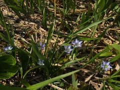 Gentiana zollingeri