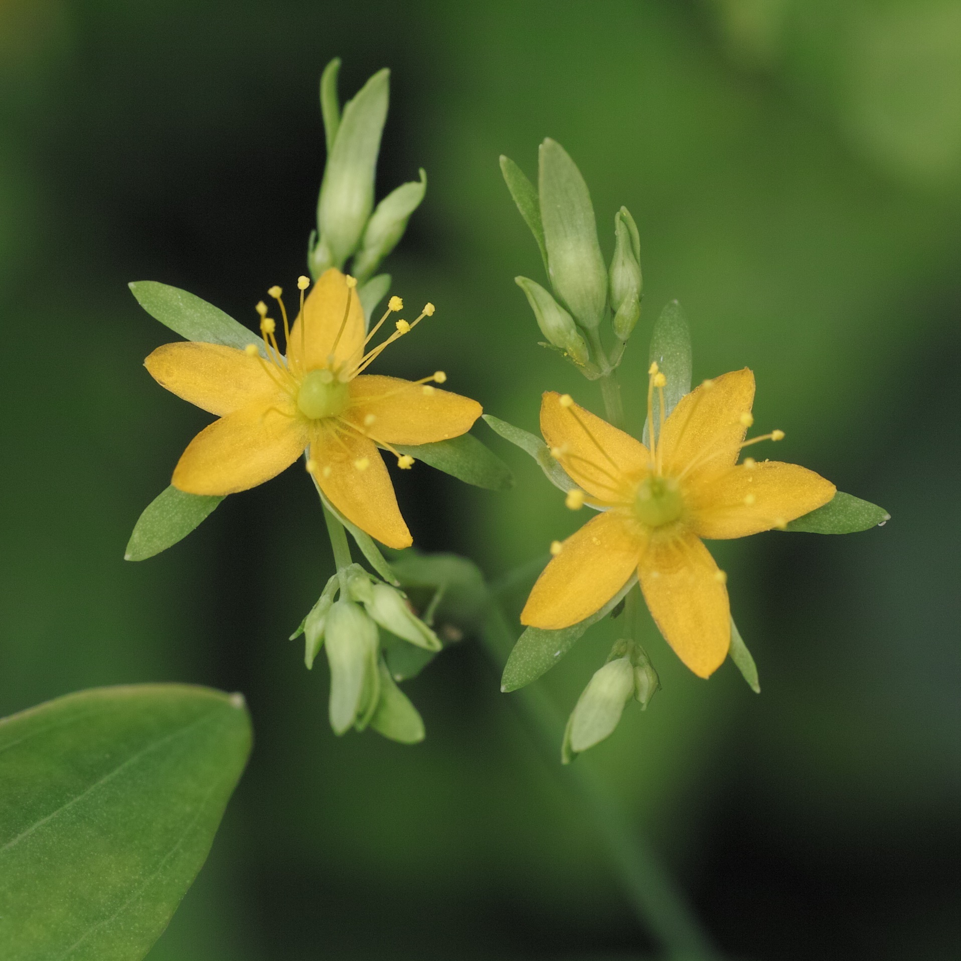 Hypericum mutilum
