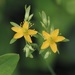 Dwarf St. John's Wort - Photo (c) bendingtree, some rights reserved (CC BY-NC), uploaded by bendingtree