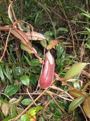 Nepenthes tentaculata