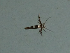 Stathmopoda triselena