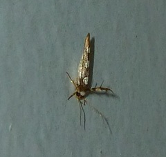 Stathmopoda triselena