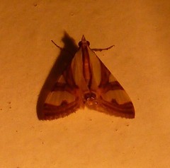 Glyphodes exquisitalis
