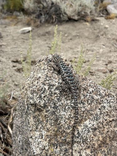 iNaturalist observation photo of Western Fence Lizard