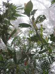 Nepenthes tentaculata