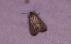 Hypenodes fractilinea