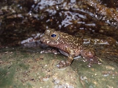 Bigfoot Shrub Frog photo 4