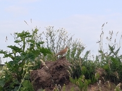 Alauda arvensis