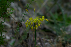 Allium flavum