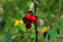 Cotoneaster integerrimus