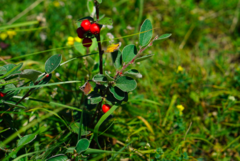 Cotoneaster integerrimus