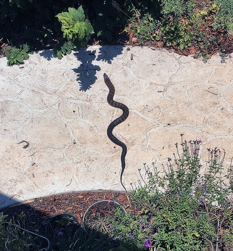 Tiger Snake sighting