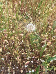 Microseris douglasii