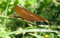 Calopteryx virgo