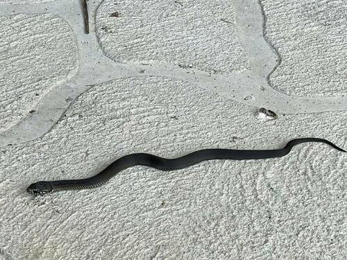 Highlands Copperhead sighting