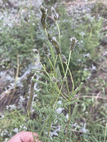 Image of Dalea leporina by no rights reserved