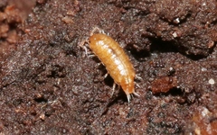 Styloniscus