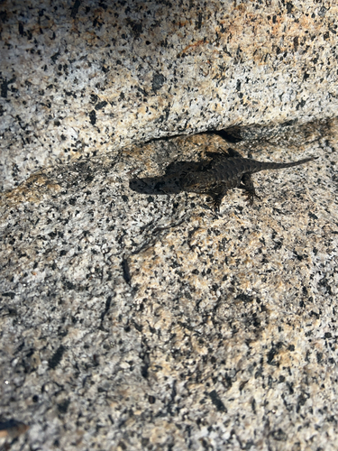 iNaturalist observation photo of Western Fence Lizard