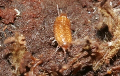 Styloniscus