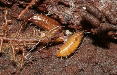 Styloniscus