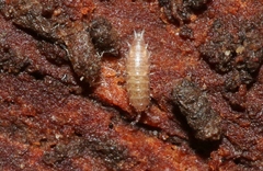 Styloniscus