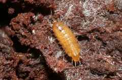 Styloniscus