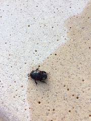 Hister quadrimaculatus