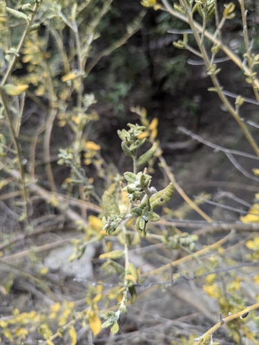 Tasmanian ray flower (Cyphanthera tasmanica)
