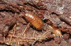 Styloniscus