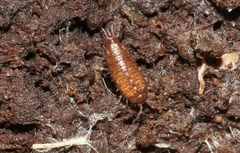 Styloniscus