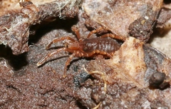 Pettalidae