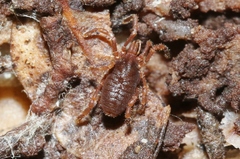 Pettalidae