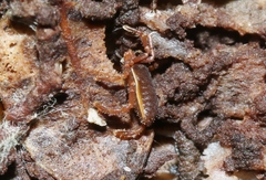 Pettalidae