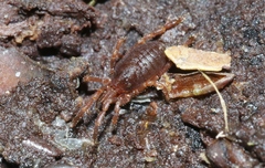 Pettalidae