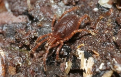 Pettalidae