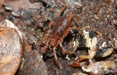 Pettalidae